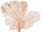 Sea Fan Coral 1 Orange Coral Sea Fan 7&#x22; to 10&#x22; Natural Real Piece of Coral Sea Fan for Decoration